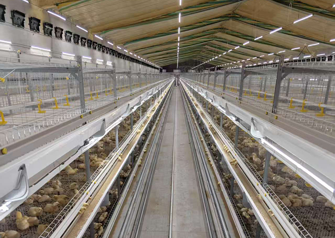 R8040风道式肉鸡笼
