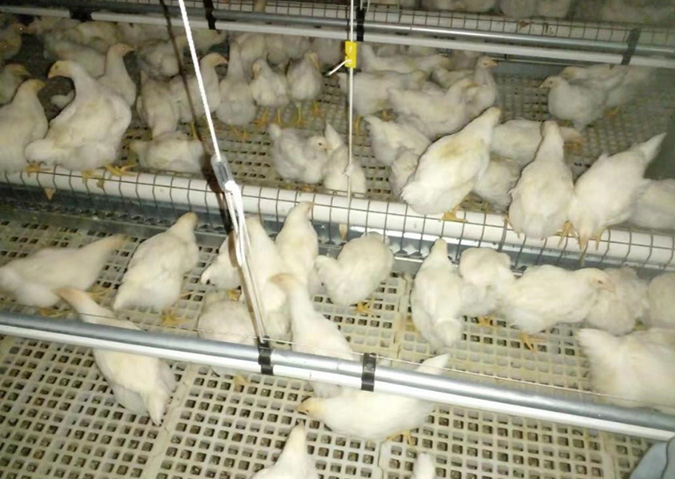 种鸡链式喂料