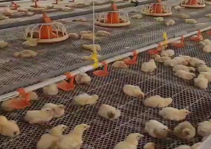 肉鸡铺养