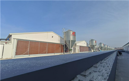 Broiler Breeding Project Successfully Delivered to Runyang Agriculture