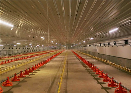 Meat poultry flat feeding and drinking line