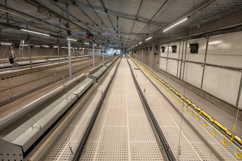 Breeder Chain Feeding System