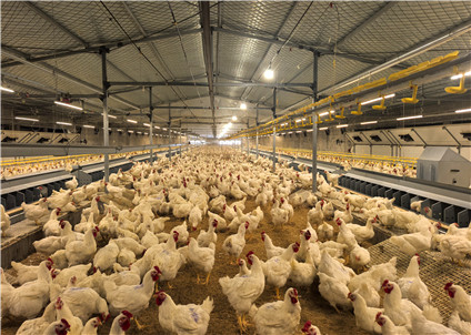 Breeder Chain Feeding System